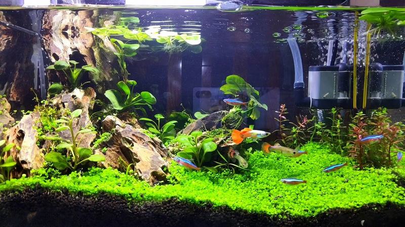 CO2 trong thủy sinh