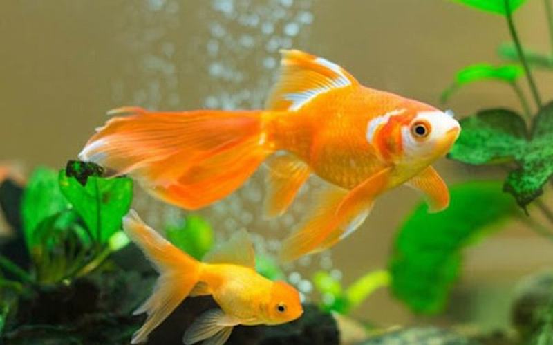 Ứng dụng của Bình khí Oxy 40L